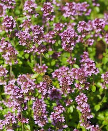 7 Different Uses Of Thyme