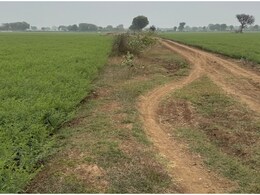 भू-माफियाओं को फायदा पहुंचाने के लिए 'गायब' कर दिया सरकारी रास्ता! कैमरे के आगे तहसीलदार की बोलती बंद