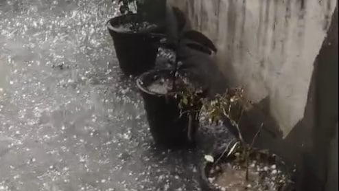 Haryana News: बारिश से पहले ओलावृष्टि का हमला, नारनौल के गांवों में फसल तबाही का खतरा