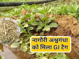 नागौरी अश्वगंधा को मिला GI टैग, राजस्थान के जीआई प्रमाणित उत्पादों की संख्या बढ़कर  हुई 22