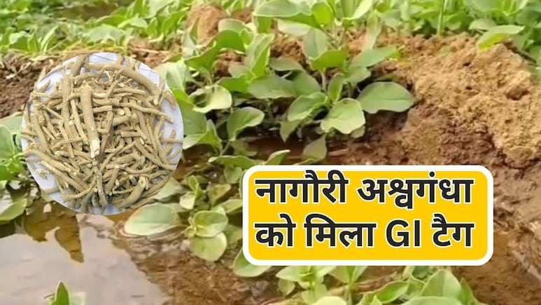नागौरी अश्वगंधा को मिला GI टैग, राजस्थान के जीआई प्रमाणित उत्पादों की संख्या बढ़कर  हुई 22