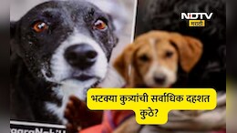 Dog Attack: 'या' राज्यात भटके कुत्रे चावण्याची एकही नाही घटना, पण महाराष्ट्राचे आकडे थरकाप उडवणारे