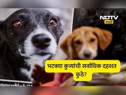 Dog Attack: 'या' राज्यात भटके कुत्रे चावण्याची एकही नाही घटना, पण महाराष्ट्राचे आकडे थरकाप उडवणारे