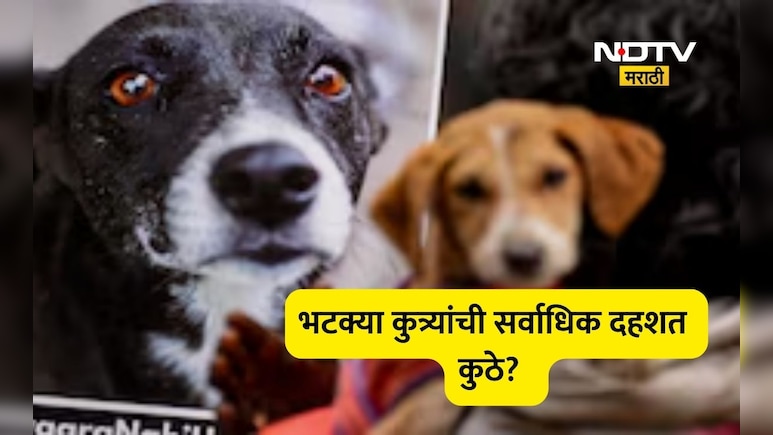 Dog Attack: 'या' राज्यात भटके कुत्रे चावण्याची एकही नाही घटना, पण महाराष्ट्राचे आकडे थरकाप उडवणारे