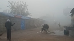 धौलपुर के प्रमुख बाजारों में सन्नाटा, कोहरा और शीतलहर से थामी रफ्तार; किसानों की आमदनी पर मार