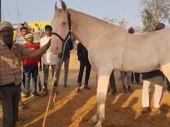 सम्राट संग सेल्फी के लिए लगी लाइन, लोग दे रहे 60 लाख लेकिन मालिक बोला ये बिकाऊ नहीं, सेहत के पीछे है शाही खाना
