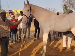सम्राट संग सेल्फी के लिए लगी लाइन, लोग दे रहे 60 लाख लेकिन मालिक बोला ये बिकाऊ नहीं, सेहत के पीछे है शाही खाना