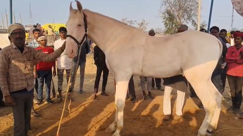 सम्राट संग सेल्फी के लिए लगी लाइन, लोग दे रहे 60 लाख लेकिन मालिक बोला ये बिकाऊ नहीं, सेहत के पीछे है शाही खाना
