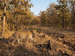 एमपी-छत्तीसगढ़ में तेंदुओं की मौत पर सवाल, क्या वन विभाग की लापरवाही बन रही वजह?