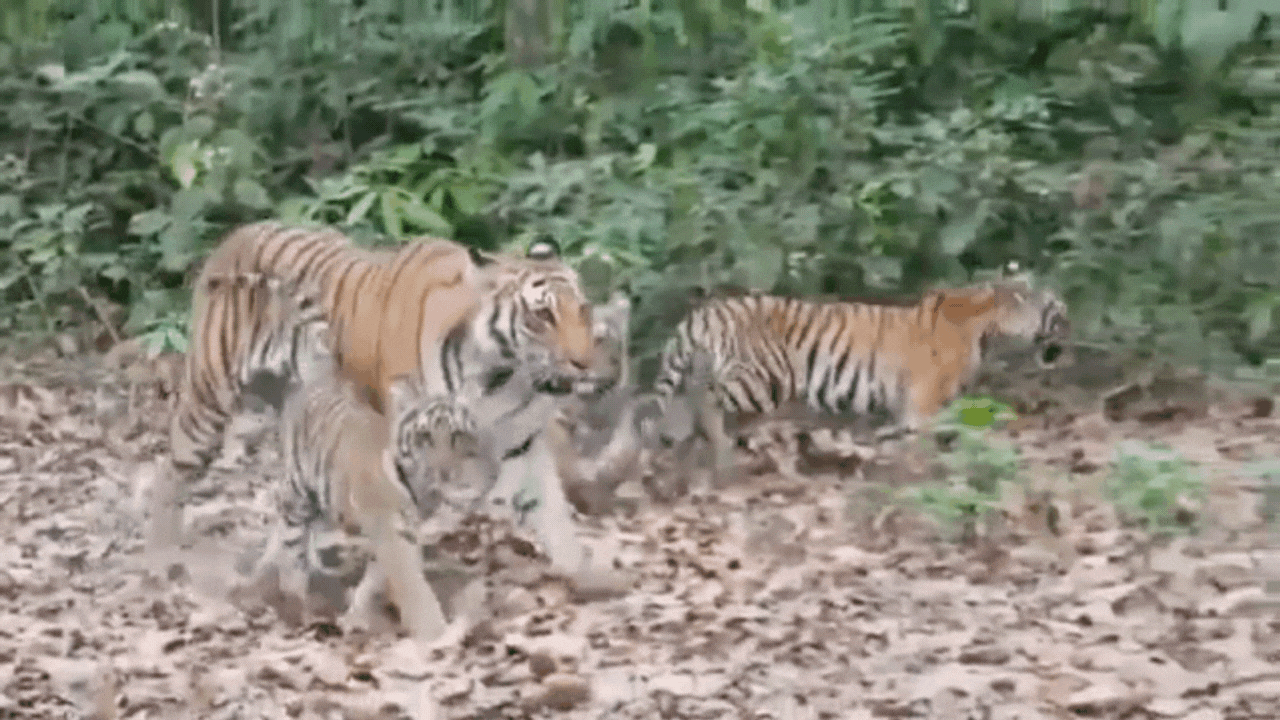 Tigeress Movement: यहां ग्रामीण दहशत में हैं... तामिया के कुआबादला में 3 शावकों के साथ दिखी बाघिन, अलर्ट जारी