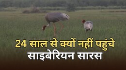 पाकिस्तान के कारण राजस्थान स्थित पक्षियों के स्वर्ग में नहीं आ रहे साइबेरियन सारस, चीन जा रहे
