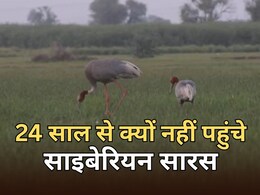 पाकिस्तान के कारण राजस्थान स्थित पक्षियों के स्वर्ग में नहीं आ रहे साइबेरियन सारस, चीन जा रहे