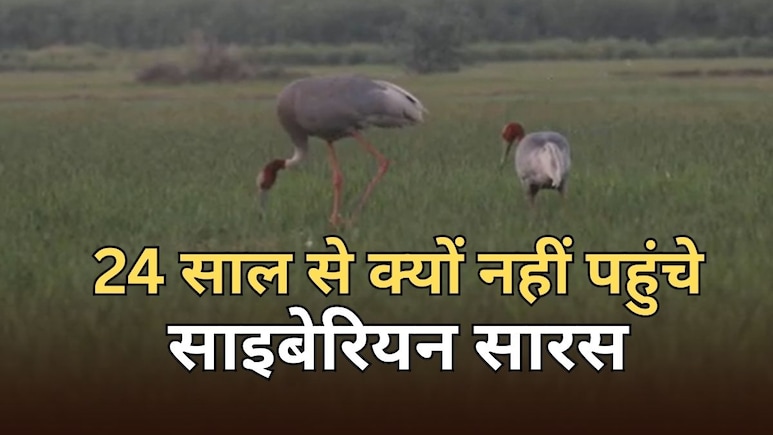 पाकिस्तान के कारण राजस्थान स्थित पक्षियों के स्वर्ग में नहीं आ रहे साइबेरियन सारस, चीन जा रहे