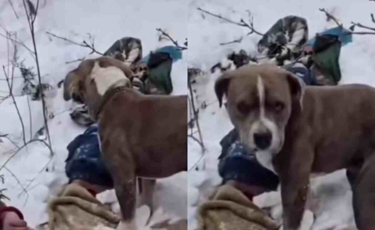 ठंड भी नहीं डिगा सकी वफादारी, चंबा में 4 दिन तक मालिक के शव पर पहरा देता रहा 'बेजुबान'