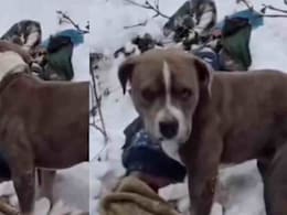 बेजुबान की अनकही वफादारी: 4 बर्फ की मोटी चादर भी नहीं तोड़ पाई 'पिटबुल' का मजबूत प्यार, Dog Lovers न करें म&zwj;िस