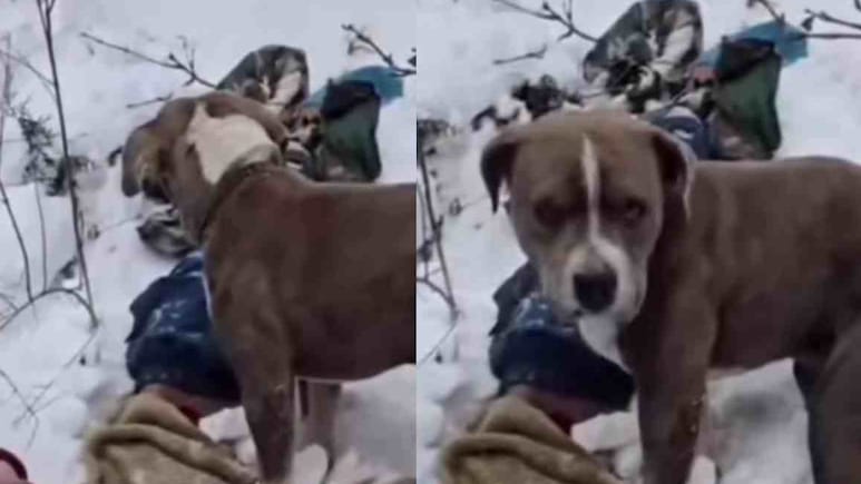 बेजुबान की अनकही वफादारी: 4 बर्फ की मोटी चादर भी नहीं तोड़ पाई 'पिटबुल' का मजबूत प्यार, Dog Lovers न करें म&zwj;िस