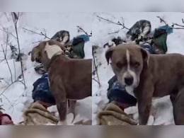 बर्फ में भी नहीं पिघली वफादारी, 4 दिन तक मालिक के शव के पास रहा 'बेजुबान', वीडियो देख रेस्क्यू वाले भी रो पड़े