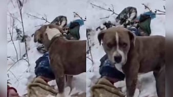 बर्फ में भी नहीं पिघली वफादारी, 4 दिन तक मालिक के शव के पास रहा 'बेजुबान', वीडियो देख रेस्क्यू वाले भी रो पड़े