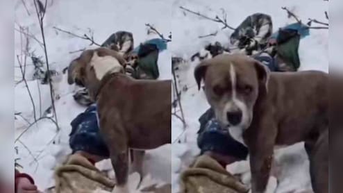 बर्फ में भी नहीं पिघली वफादारी, 4 दिन तक मालिक के शव के पास रहा 'बेजुबान', वीडियो देख रेस्क्यू वाले भी रो पड़े