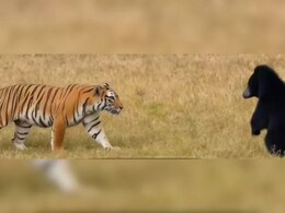 मृत्यूच्या दाढेत अडकलेल्या अस्वलाची हिंमत तर बघा..खतरनाक वाघाला गुडघे टेकायला लावले, थरकाप उडवणारा Video