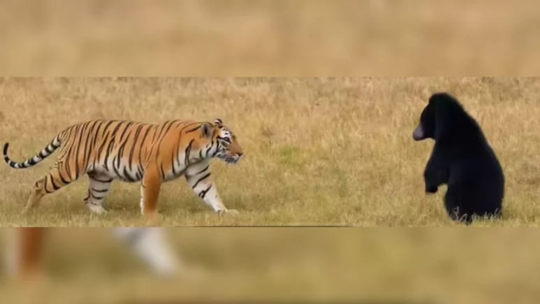 मृत्यूच्या दाढेत अडकलेल्या अस्वलाची हिंमत तर बघा..खतरनाक वाघाला गुडघे टेकायला लावले, थरकाप उडवणारा Video