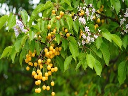 सेहत का देसी खजाना है बकायन, आयुर्वेद में माना गया रामबाण, जानें इसके लाभ&nbsp;