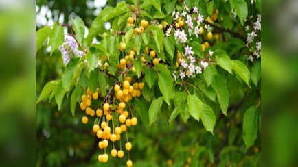 सेहत का देसी खजाना है बकायन, आयुर्वेद में माना गया रामबाण, जानें इसके लाभ