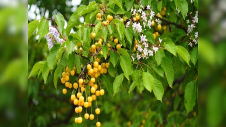 सेहत का देसी खजाना है बकायन, आयुर्वेद में माना गया रामबाण, जानें इसके लाभ&nbsp;