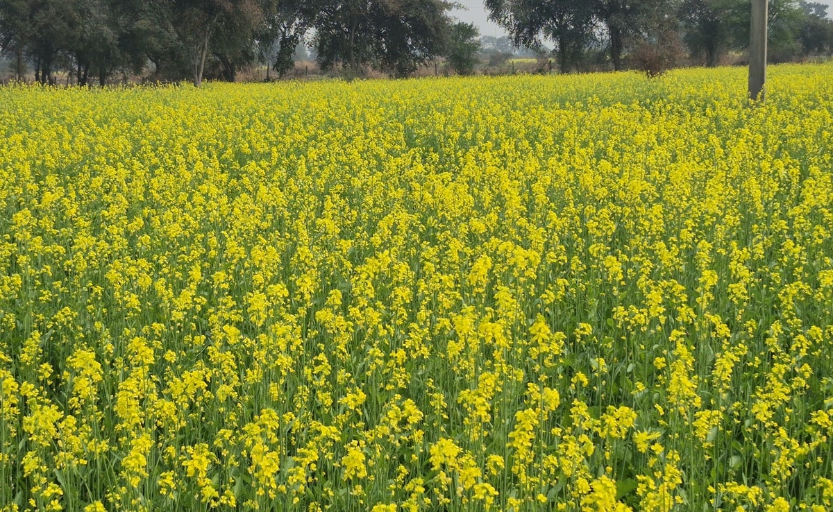 Success Story: सरसों की खेती