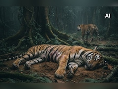 अचानकमार बाघ अभयारण्य में मिला टाइगर का शव, अधिकारियों ने ये बताई मौत की वजह 