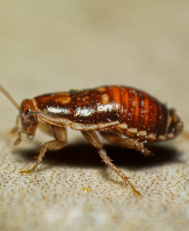 Ways To Drive Away Cockroaches From Kitchen