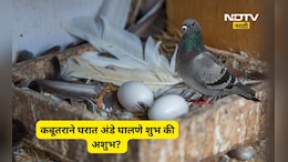Vastu Shastra Tips: घरात कबुतराने अंडी दिली तर काय होते? शुभ की अशुभ? जाणून घ्या सविस्तर माहिती