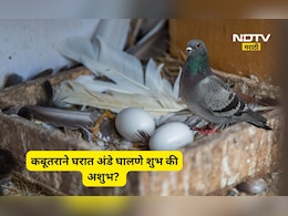 Vastu Shastra Tips: घरात कबुतराने अंडी दिली तर काय होते? शुभ की अशुभ? जाणून घ्या सविस्तर माहिती