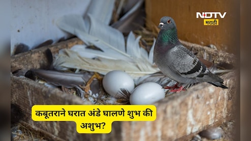 Vastu Shastra Tips: घरात कबुतराने अंडी दिली तर काय होते? शुभ की अशुभ? जाणून घ्या सविस्तर माहिती