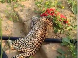 रामगढ़ में तीन दिन से दहशत फैलाने वाले लेपर्ड का किया गया रेस्क्यू, ग्रामीणों ने ली राहत की सांस