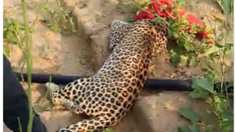 रामगढ़ में तीन दिन से दहशत फैलाने वाले लेपर्ड का किया गया रेस्क्यू, ग्रामीणों ने ली राहत की सांस