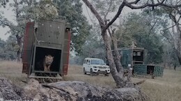 बचपन में मां से बिछड़े 2 बाघों को म&zwj;िली 'आजादी', अब नया ठ&zwj;िकाना सतपुड़ा टाइगर रिजर्व