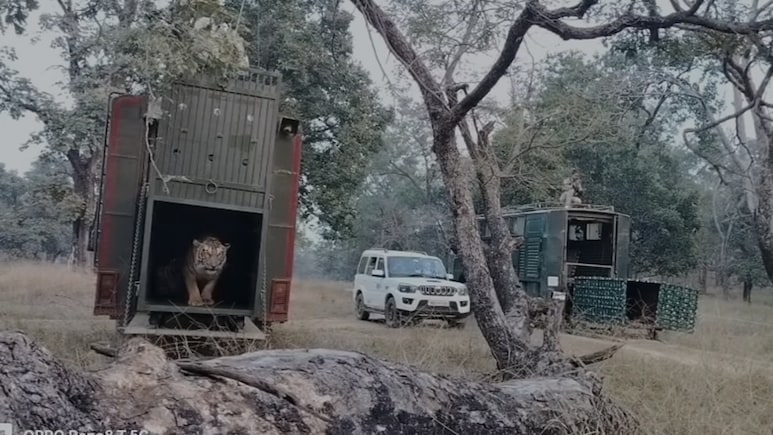 बचपन में मां से बिछड़े 2 बाघों को म&zwj;िली 'आजादी', अब नया ठ&zwj;िकाना सतपुड़ा टाइगर रिजर्व