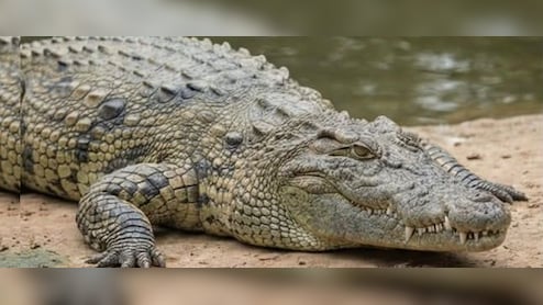 गांधी सागर में प्रकृति और रोमांच का संगम: तितलियां, मगरमच्छ और एडवेंचर बोटिंग