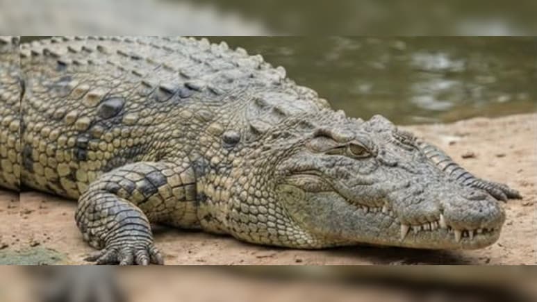 गांधी सागर में प्रकृति और रोमांच का संगम: तितलियां, मगरमच्छ और एडवेंचर बोटिंग