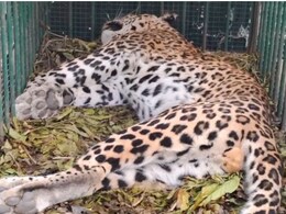 बूंदी: शरीर पर नहीं मिले चोट के बाहरी निशान, रामगढ़ विषधारी टाइगर रिजर्व में मादा पैंथर की रहस्यमय मौत