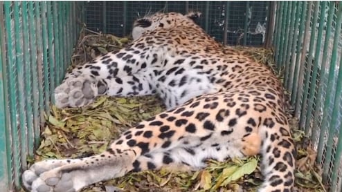 बूंदी: शरीर पर नहीं मिले चोट के बाहरी निशान, रामगढ़ विषधारी टाइगर रिजर्व में मादा पैंथर की रहस्यमय मौत