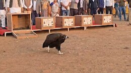 विलुप्त प्रजाति गिद्धों को बचाने की अनोखी पहल, रायसेन में 5 गिद्ध खुले आसमान में मुक्त