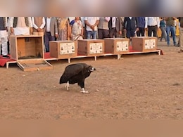 विलुप्त प्रजाति गिद्धों को बचाने की अनोखी पहल, रायसेन में 5 गिद्ध खुले आसमान में मुक्त