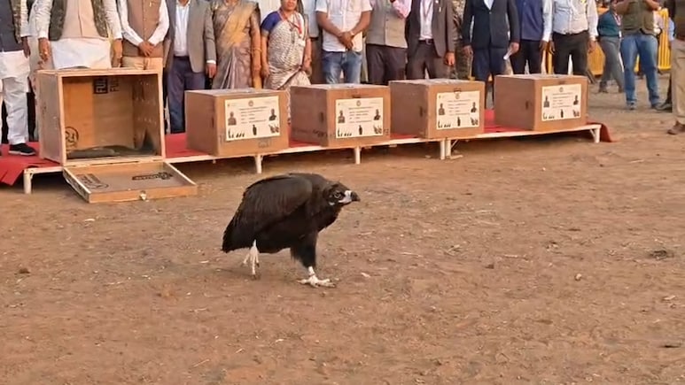 विलुप्त प्रजाति गिद्धों को बचाने की अनोखी पहल, रायसेन में 5 गिद्ध खुले आसमान में मुक्त