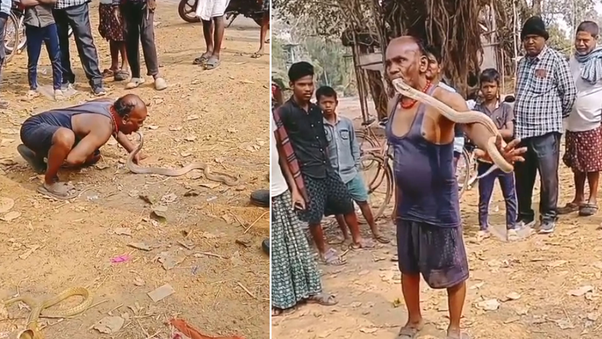 Move Over Regular Snake Catchers, This Odisha Man Uses Mouth, Not Hands