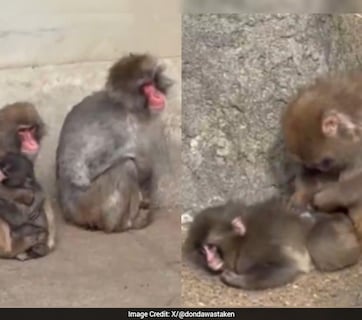 वायरल बेबी मंकी 'पंच' को आखिर म&zwj;िल गया पर&zwj;िवार, रिजेक्शन के बाद अपनों ने लगाया गले, वीडियो देख भावुक हुए लोग