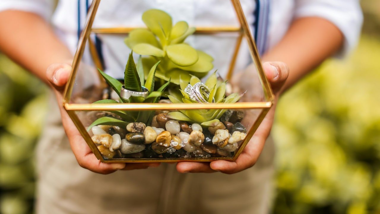 Explore stylish live plants to make your Valentine's Day gift unique