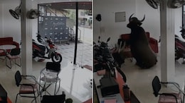 CCTV Video Shows Moment Wild Buffalo Crashed Into Bike Showroom In Kerala