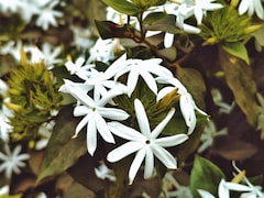 ऐसे लगाएं रात की रानी का पौधा, नहीं करनी होती ज्‍यादा देखभाल, फूलों से महक उठता है घर